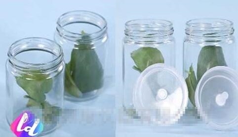 300ml植物组织培养瓶